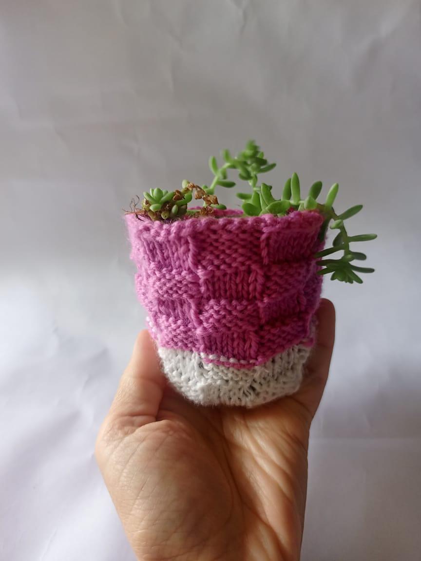 Bakers Basket Plant