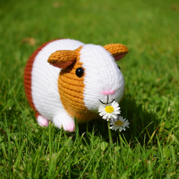 Gordon the Guinea Pig