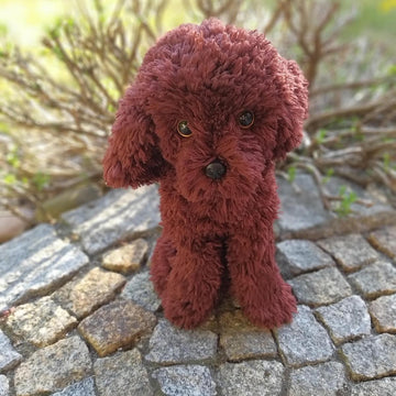Sitting poodle dog Cavapoo Maltipoo