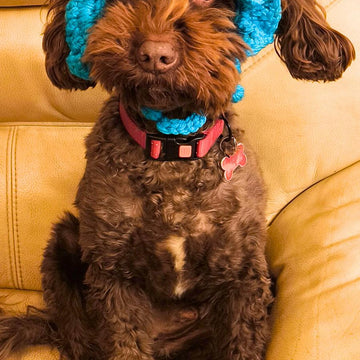Cutie Pet Headband