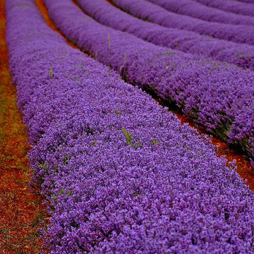 Lavender fields