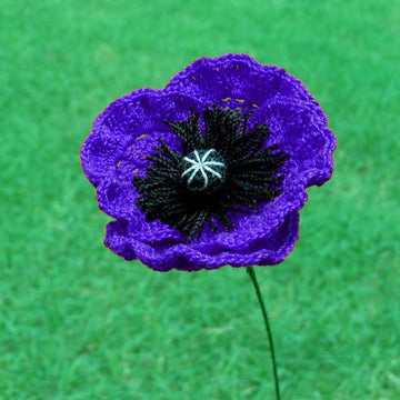 Poppy flanders oriantal or icelandic