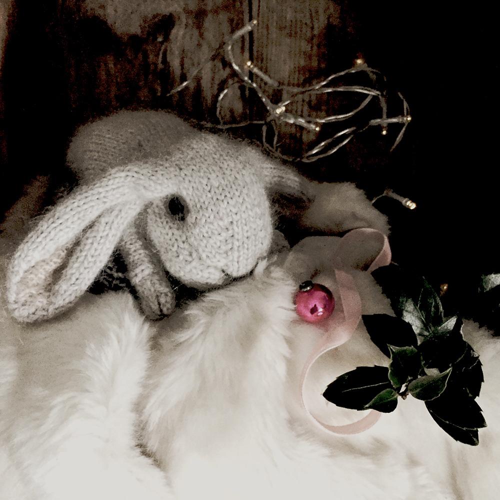 Holland Lop Rabbit