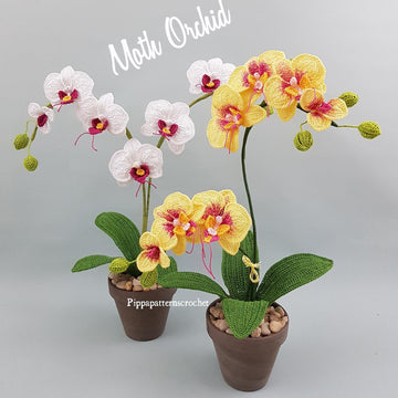 Moth Orchid