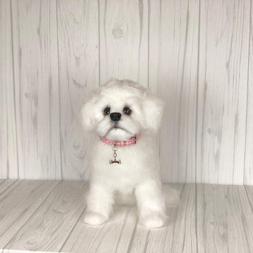 Maltese Puppy
