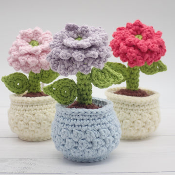 Dahlia in a Flower Pot