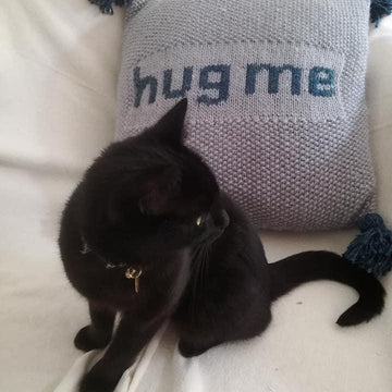 Cuddle Cushion
