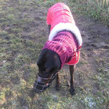 Greyhound snood