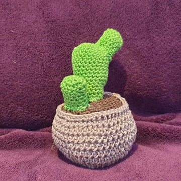 Bunny ears cactus