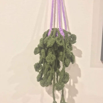 Hanging money plant