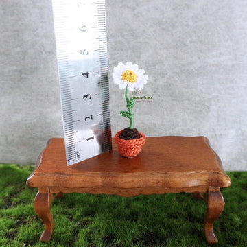 Miniature potted daisy