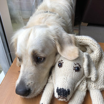 Golden Retriever Scarf Knitting Pattern Buddy