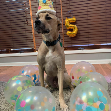 Dog Birthday Hat