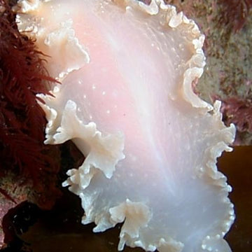 Tritoniella belli shawlette