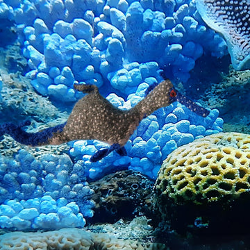 Weedy seadragon