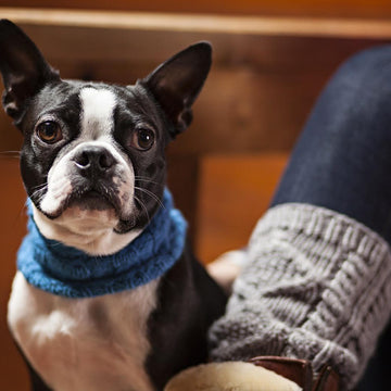 Cold Snap Collar