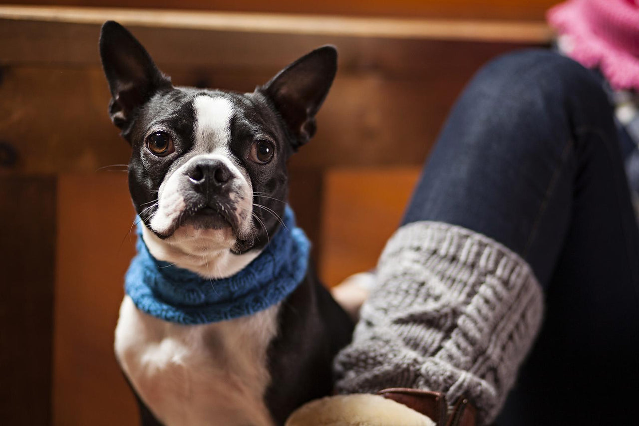 Cold Snap Collar