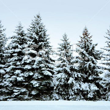 Quiet Pines