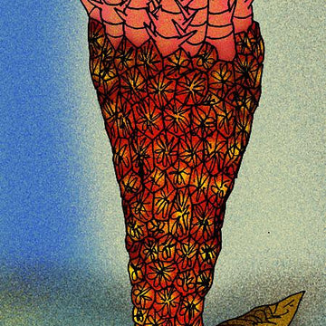 Echmatocrinus