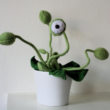 Cyclops Pot Plant
