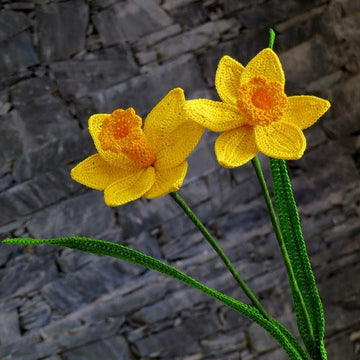 Daffodil long stem