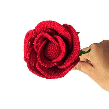 Rose half open bud