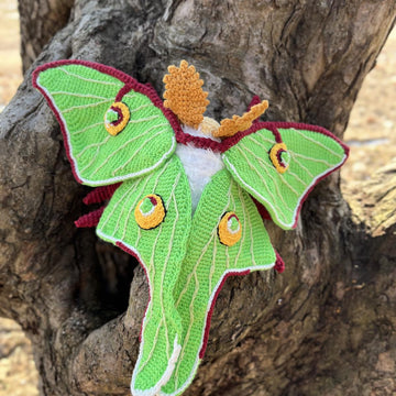 Luna Moth