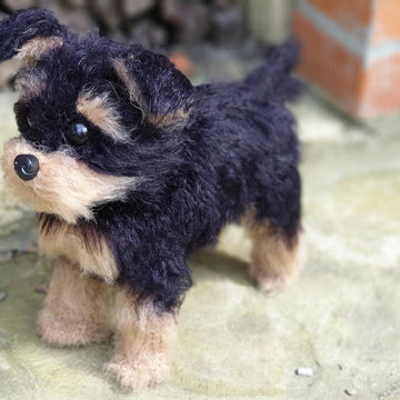 Dog Yorkshire Terrier