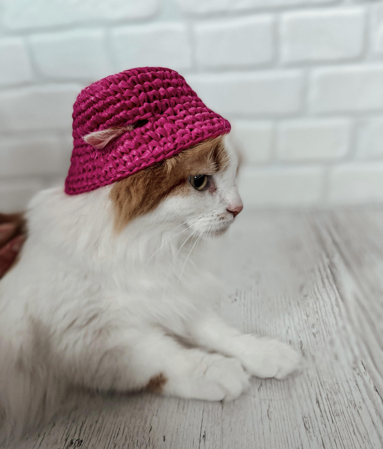 Pets bucket hat
