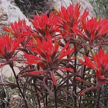 Indian Paintbrush Poncho