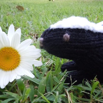 Skunk Baby