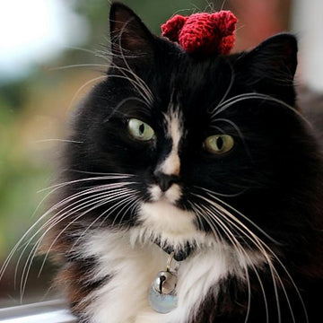 Cat Toy Knitting Pattern