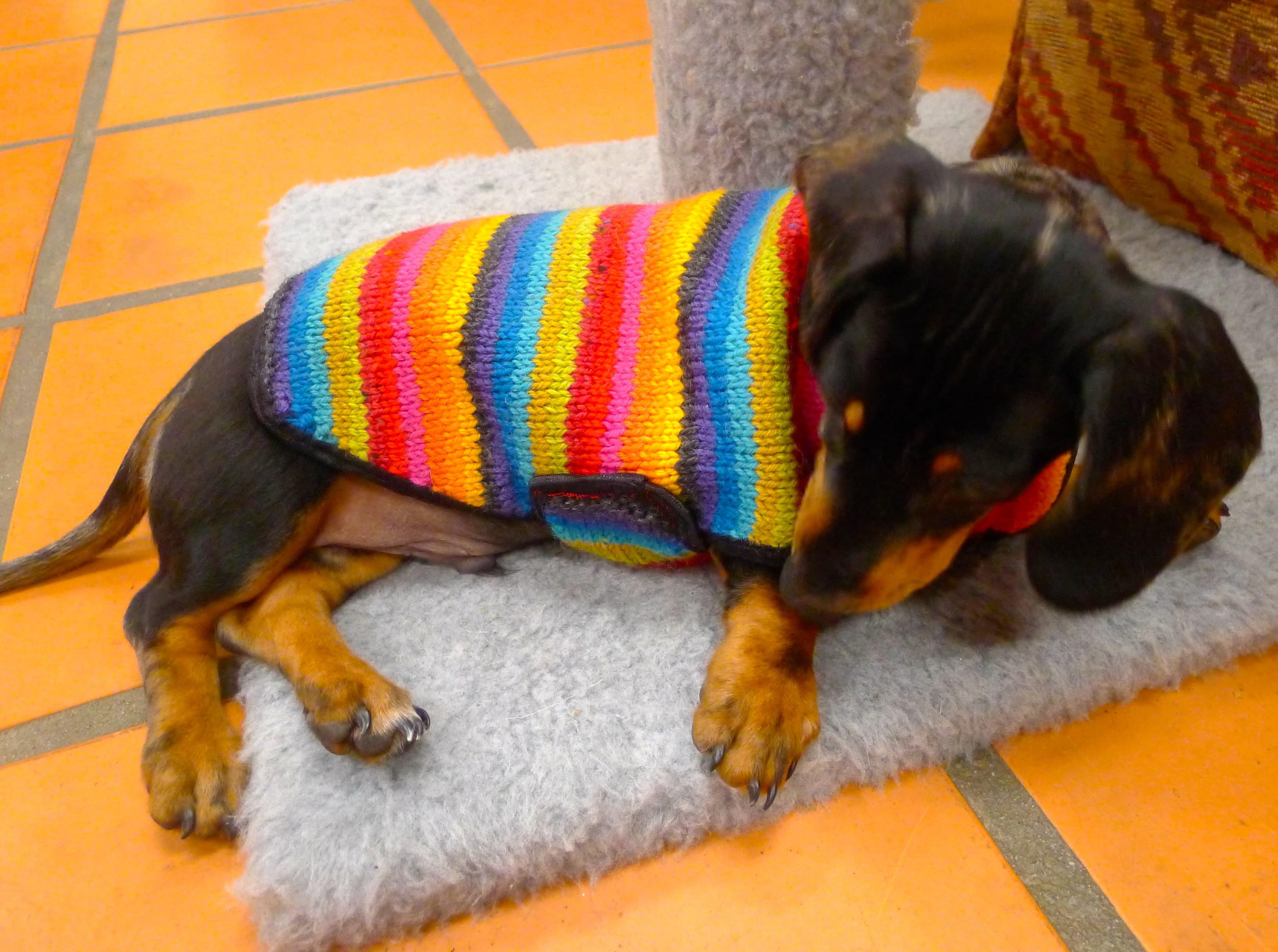 Otto's Coat of Many Colours Dog Coat
