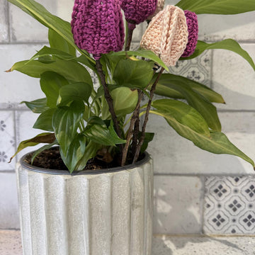 Pretty Tulips