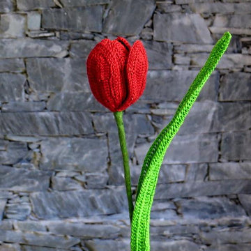 Tulip flower long stem