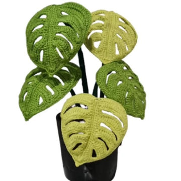 Monstera  Swiss Cheese plant