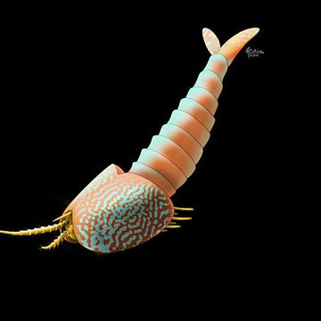Plenocaris