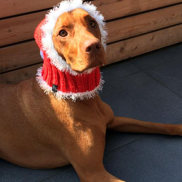 Santa Dog Hat