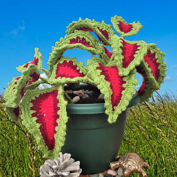 Coleus Plant Cretona