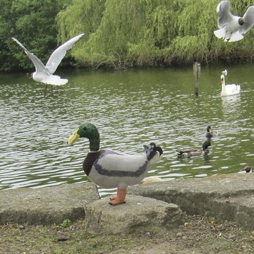 My Pet Mallard Duck