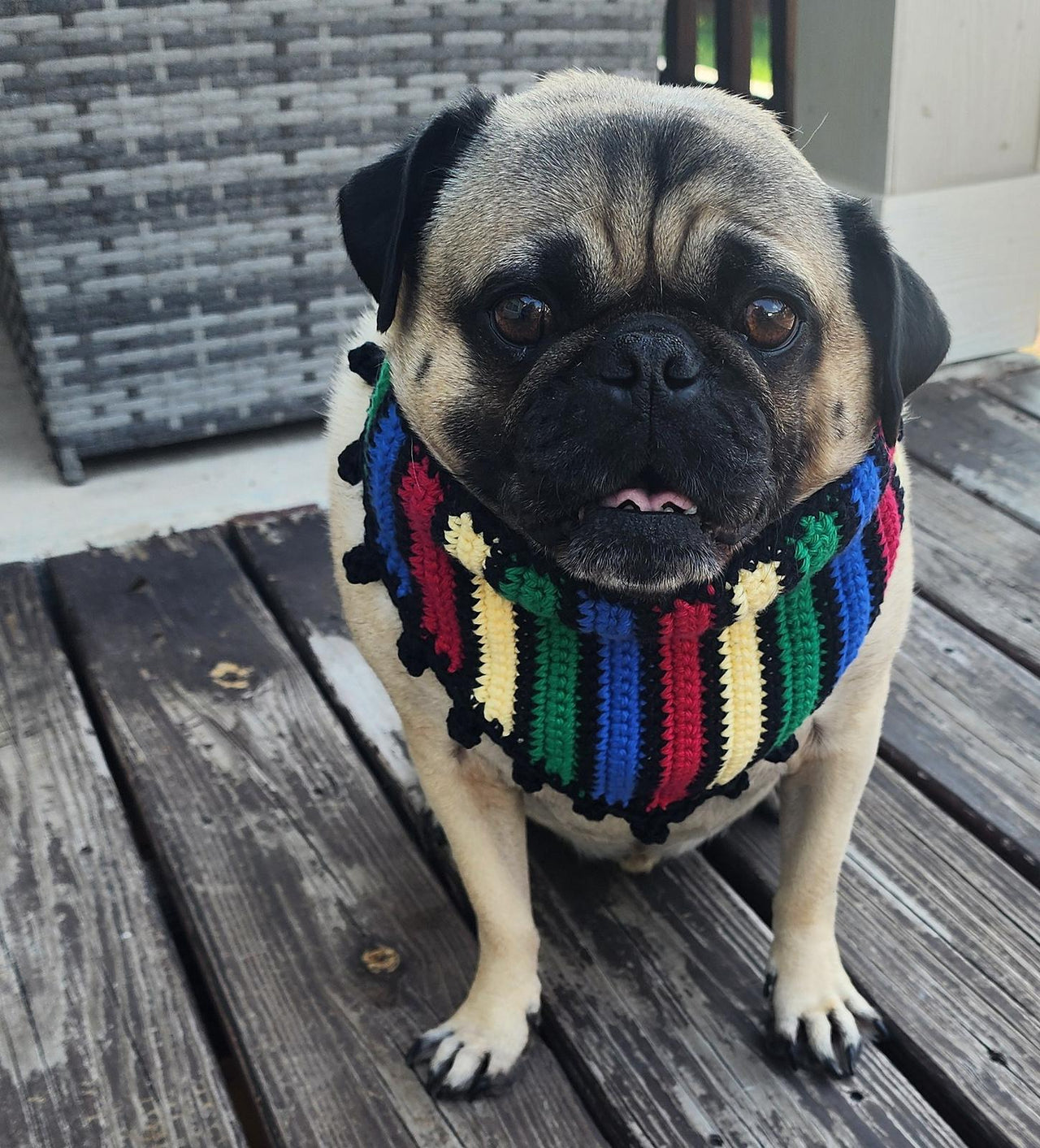 Cinco de Mayo Pet Bandana