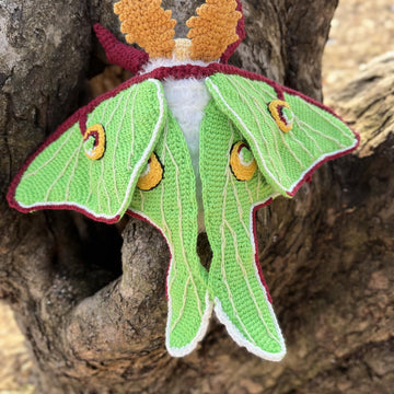 Luna Moth