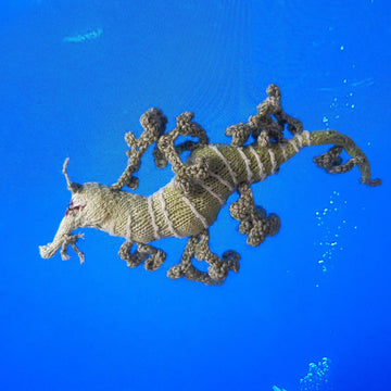 Leafy seadragon