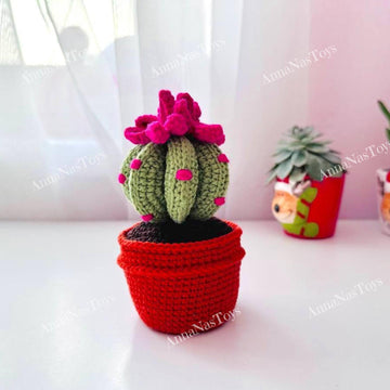 Cactus in a pot