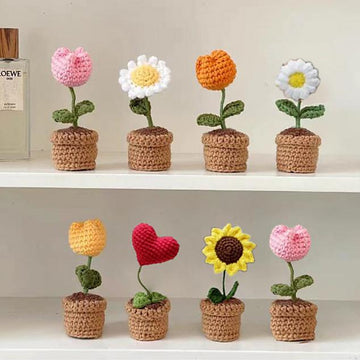 Combo 5 Flowers In Pots