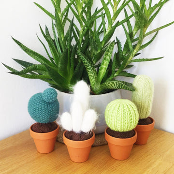 Baby Cactus Garden