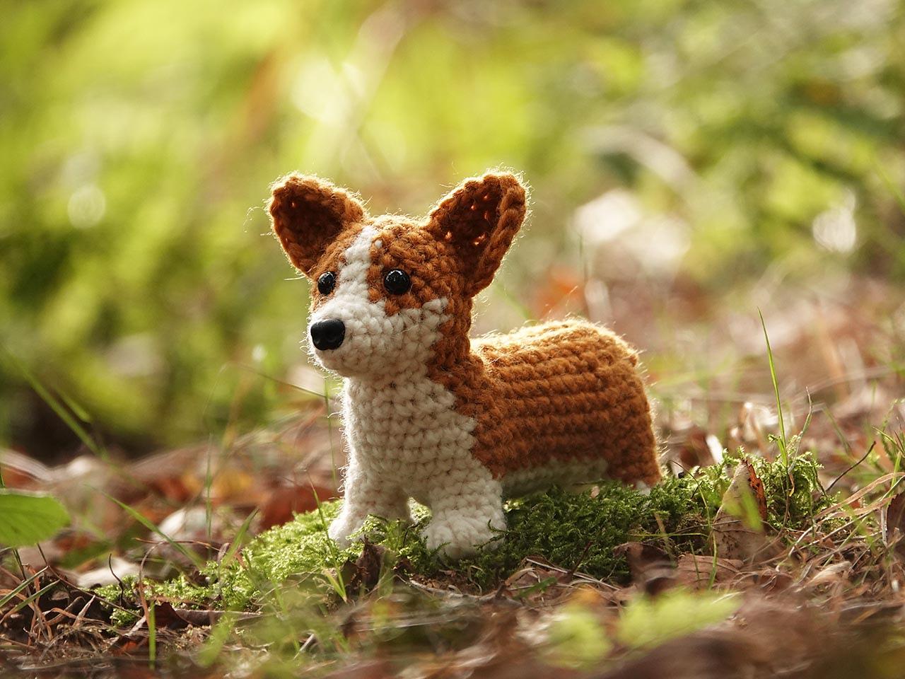 Choppie the Corgi