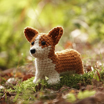 Choppie the Corgi