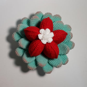 Heart Shaped succulent