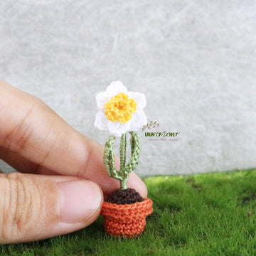 Miniature potted daffodil